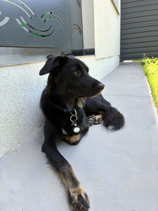 Pet sitting/Dog Boarding