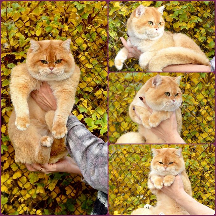 ВЯЗКА Британский, шикарный кот.