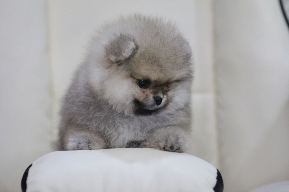 Чудесная девочка померанского шпица