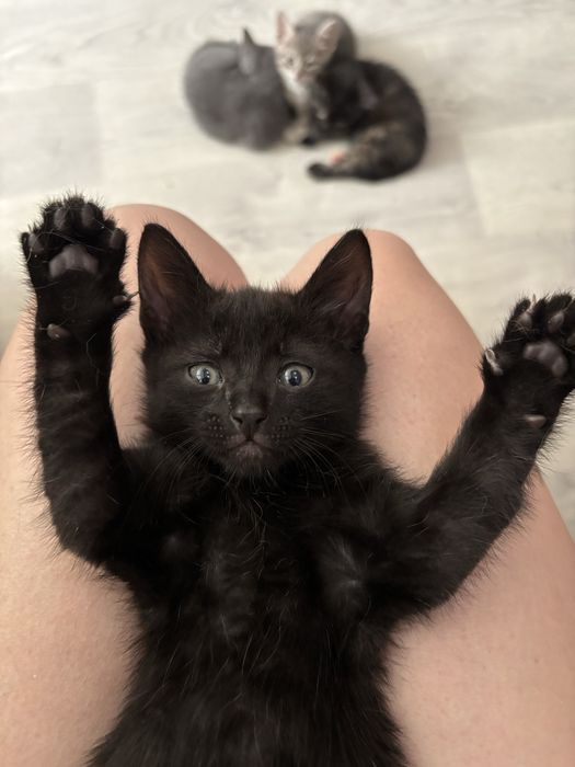 Котята ищут дом