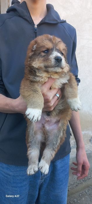 Алабай боласи сотилади эркаг