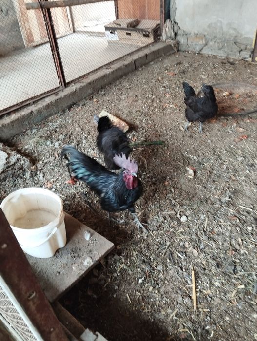 Хонаки куланги ва ухайли тухмлари сотилади