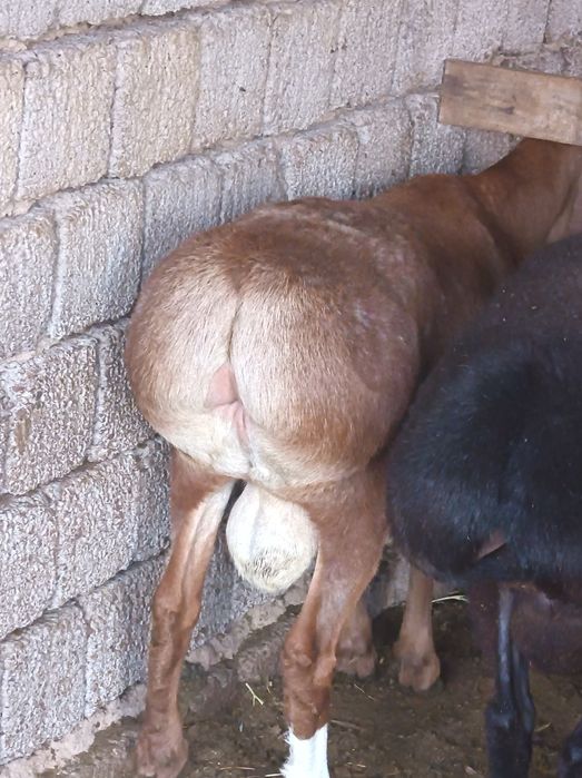 Кочкорлар                      .