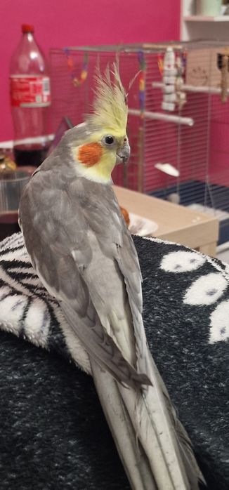 Nimfe mascul de vanzare