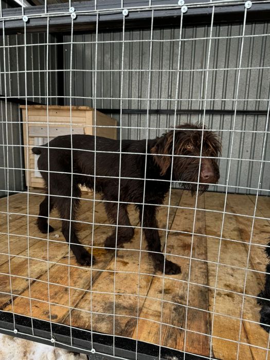 Продам дратхаара