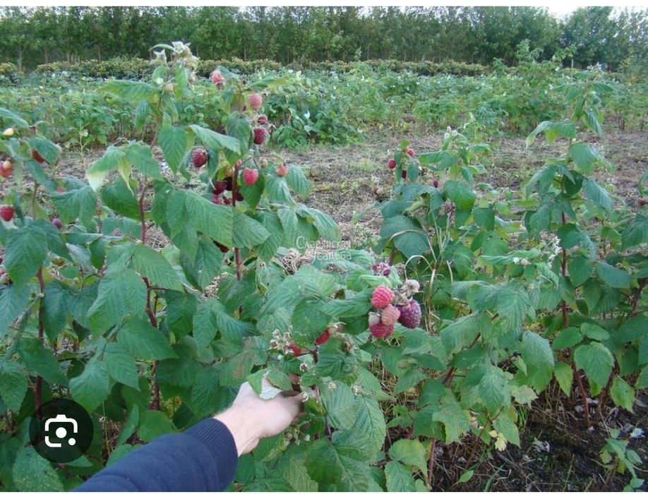 Малина ремонтантная крупная