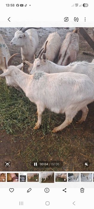 Capre gestante vand sau schimb am si capre sterpe de taiat