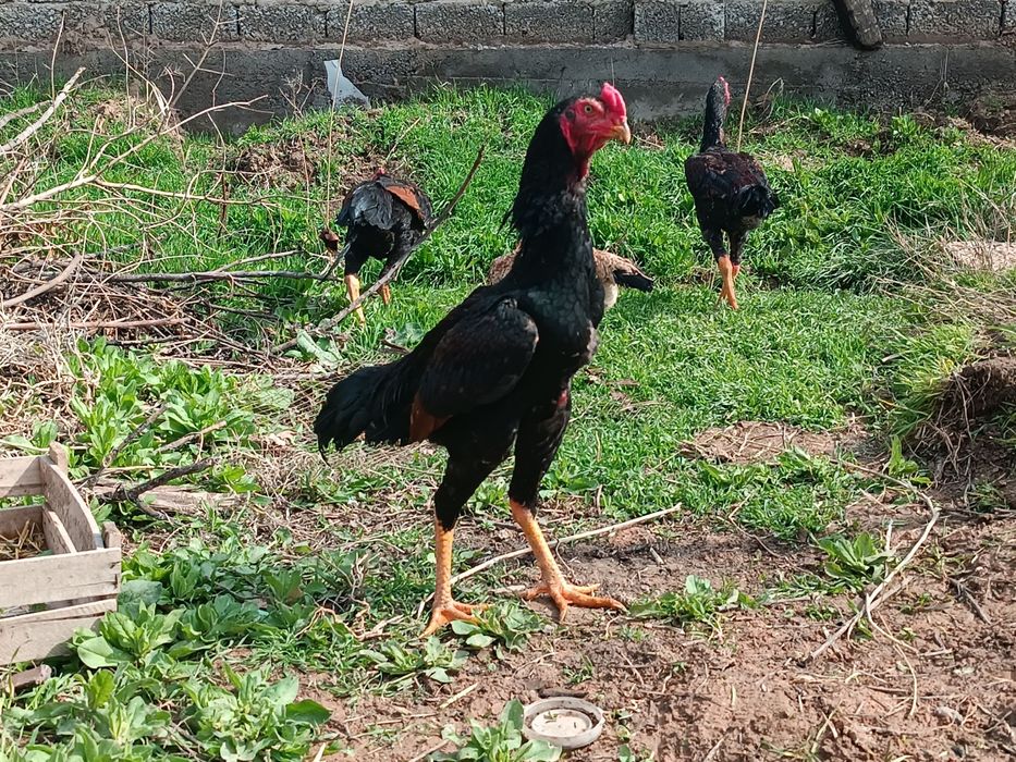 Shamo 5 oylik tozza zot