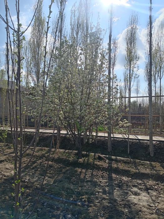 Жай сатылады усындай багы бар актерек лер бар