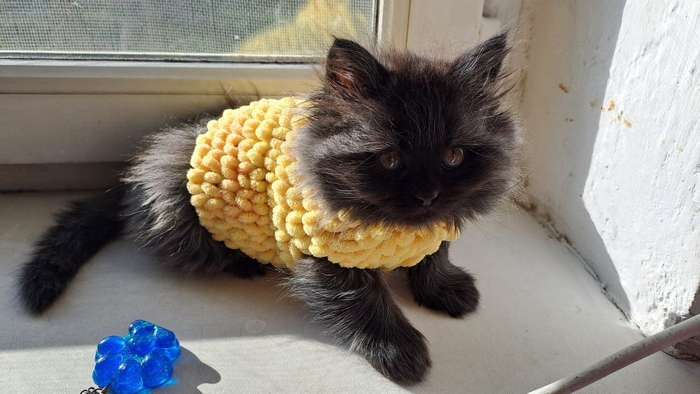 Котята шотландские