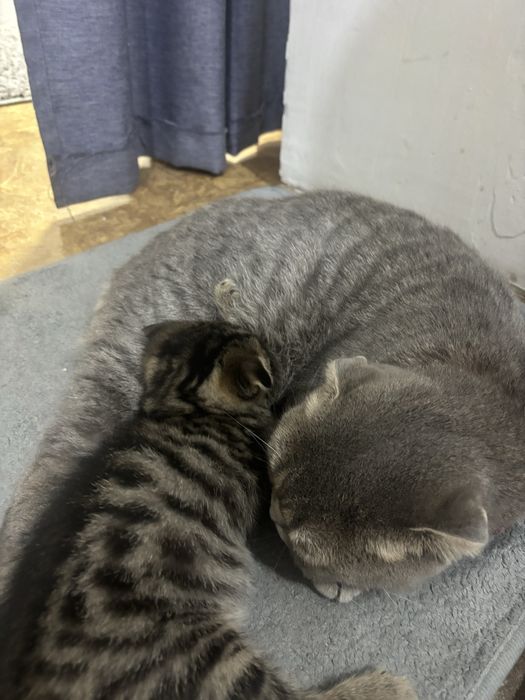 Кошка с котенком