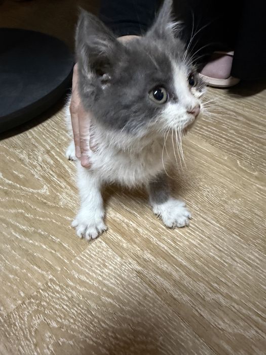 Отдадим котенка в добрые руки!