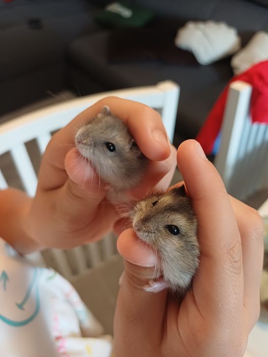 Vând hamsteri pitici