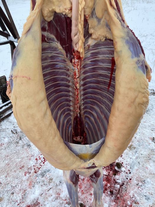 Ет ( мясо) конина!!