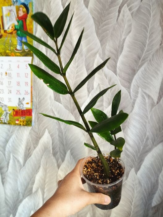 Цветы  Филодендрон, сциндапсус монстера