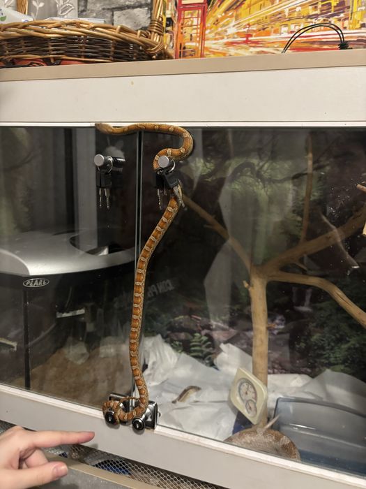 Домашняя змея. Полоз