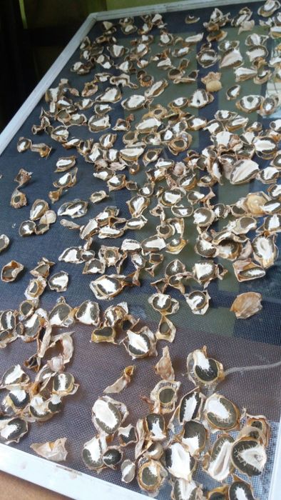 Целебный гриб веселка.