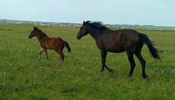Продается кобыла с жеребенком.
