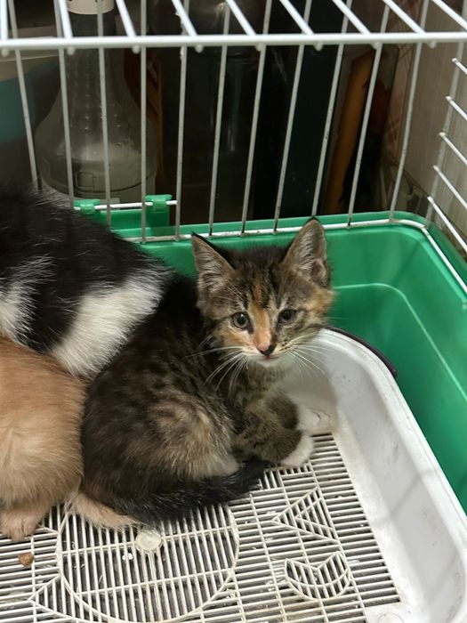 Котята в добрые руки!