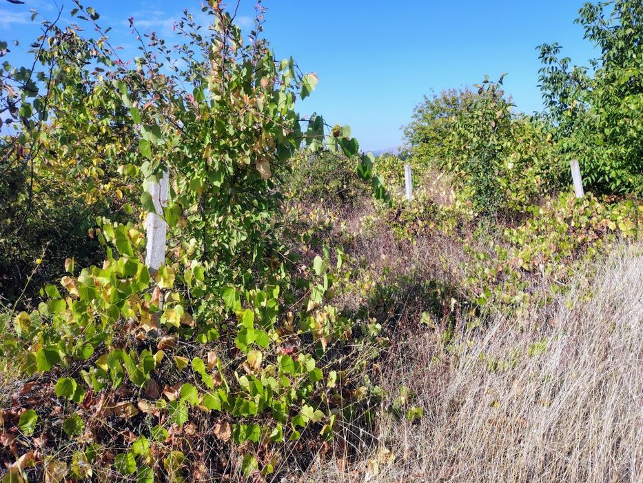 Лозе 1.5 дек град Перущица