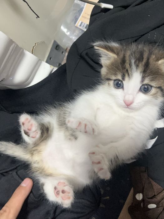 Котёнок Левушка