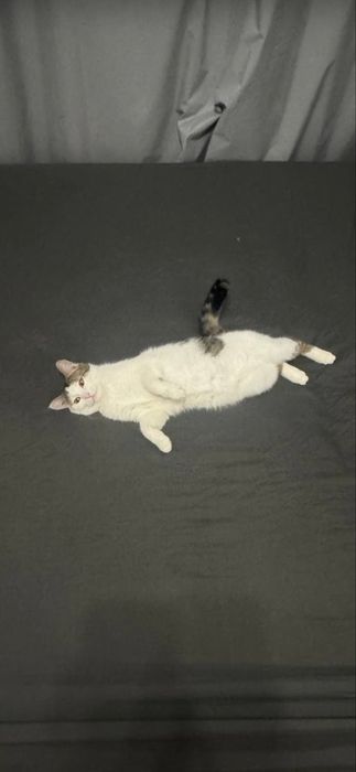 Кошку отдадим в добрые руки