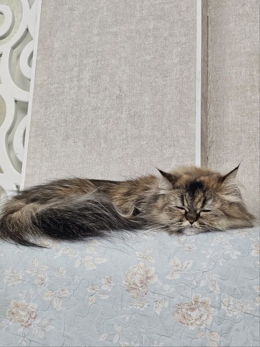 Персидская кошка 3 года
