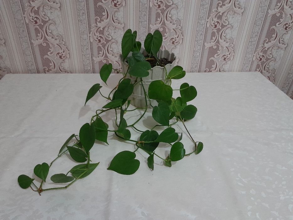 Срочно Продам цветы