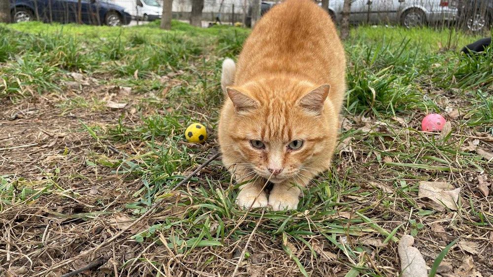 Galbioara, pisica de 7 ani, sterilizata