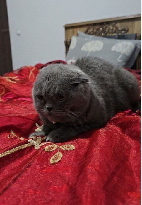 Шотландский фолд девичка