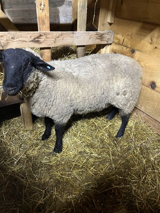 Berbec/berbecut  suffolk