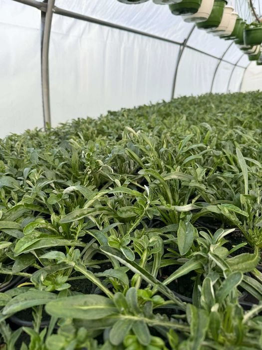 Flori finisate si semifinisate de vânzare en-gros