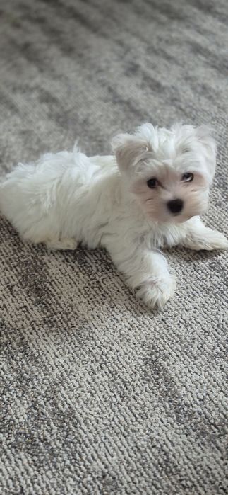 Малтийска болонка