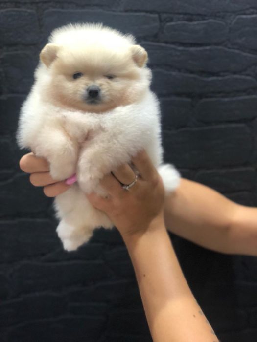 Померан мини