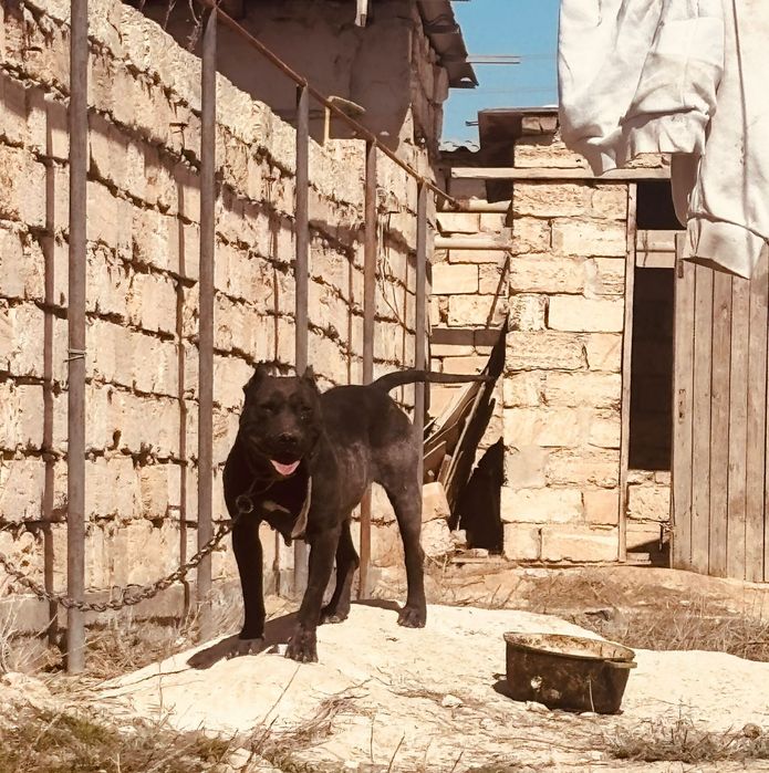 Питбуль ургашы 1рет туган