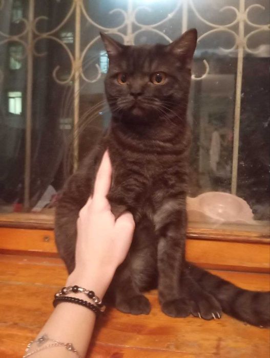 Красивые кошки разных цветов и пород