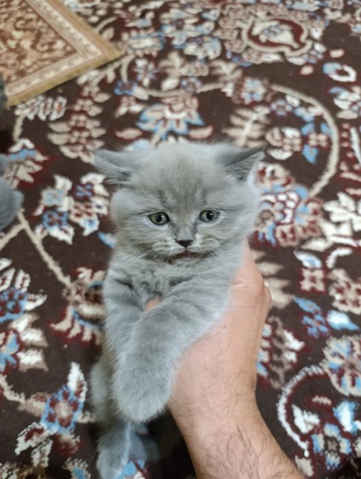 Mushukchalar sotiladi