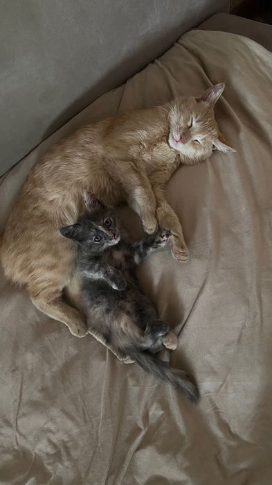 Кішкентай Мысық беремін