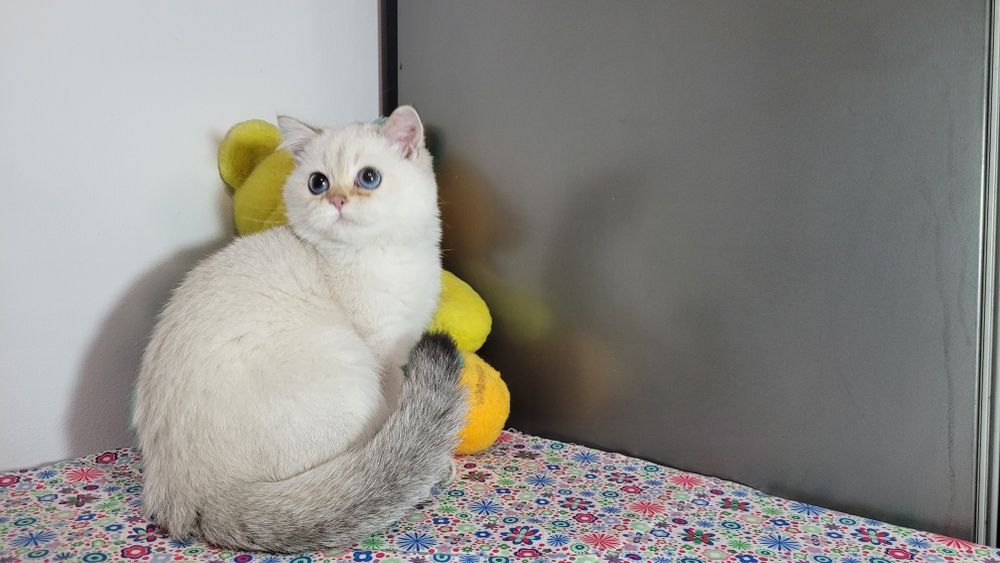 British shorthair Black golden shaded point