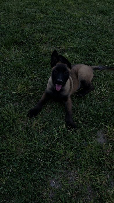 Mascul ciobănesc belgian malinois