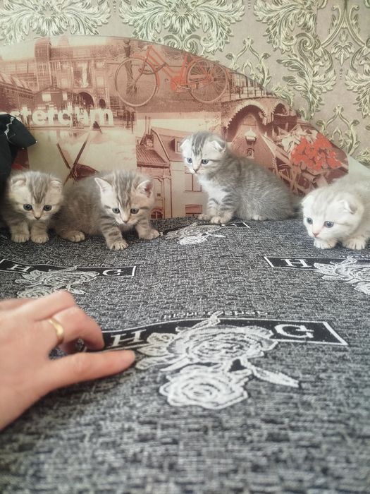 Котята шотландские
