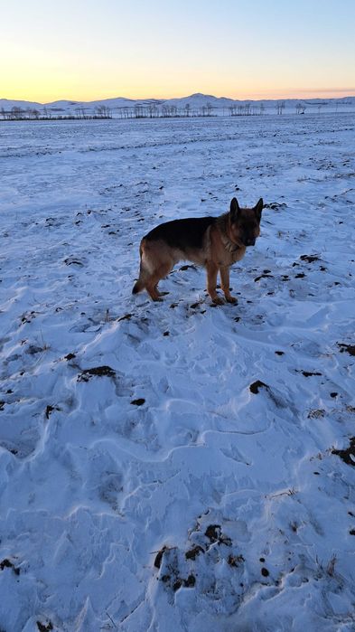 Бронь щенков немецкой овчарки