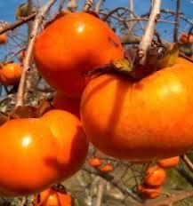 Kaki diferite soiuri