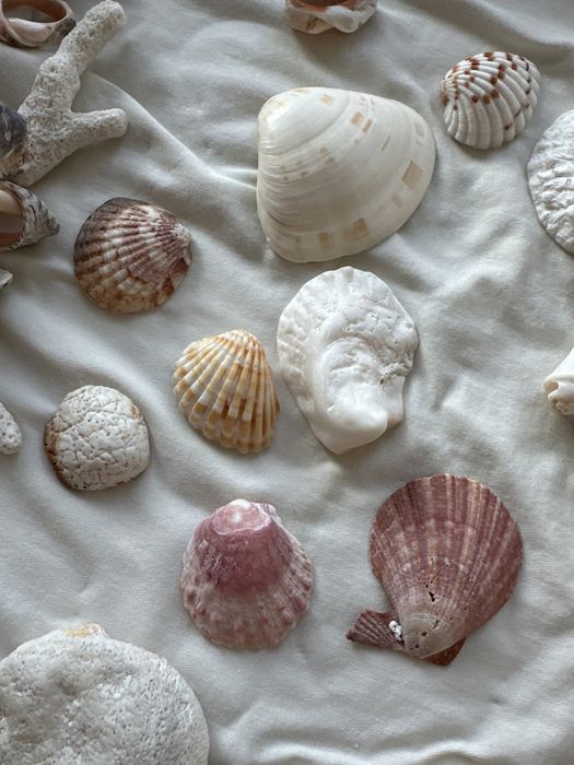 Ракушки разного вида