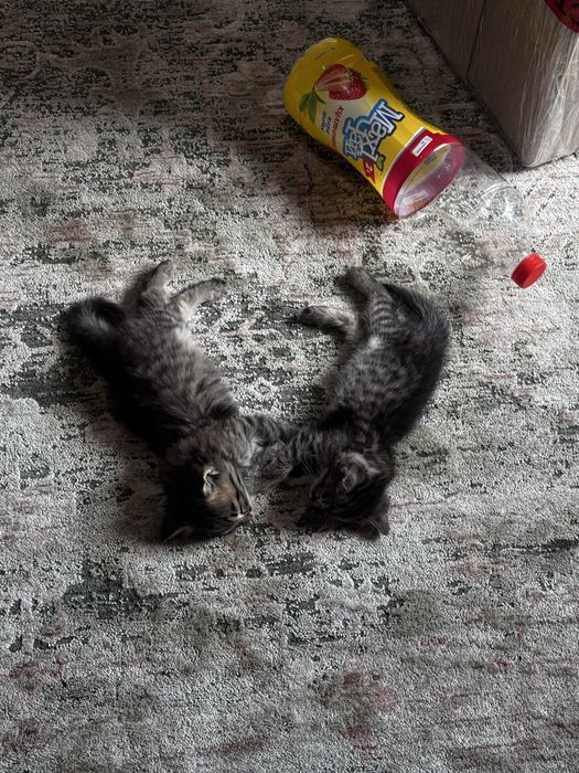 Котенок передаю в бодрые руки
