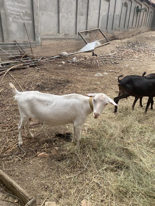 Эчки занин.