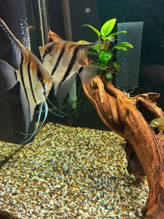 Продам   дискусов