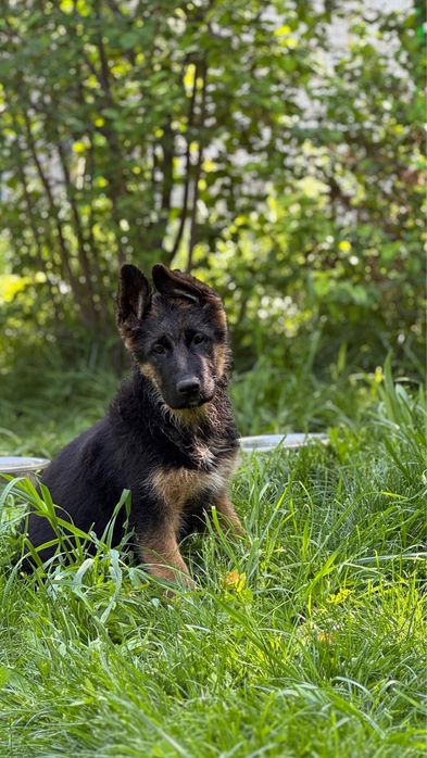 Немецкие овчарки