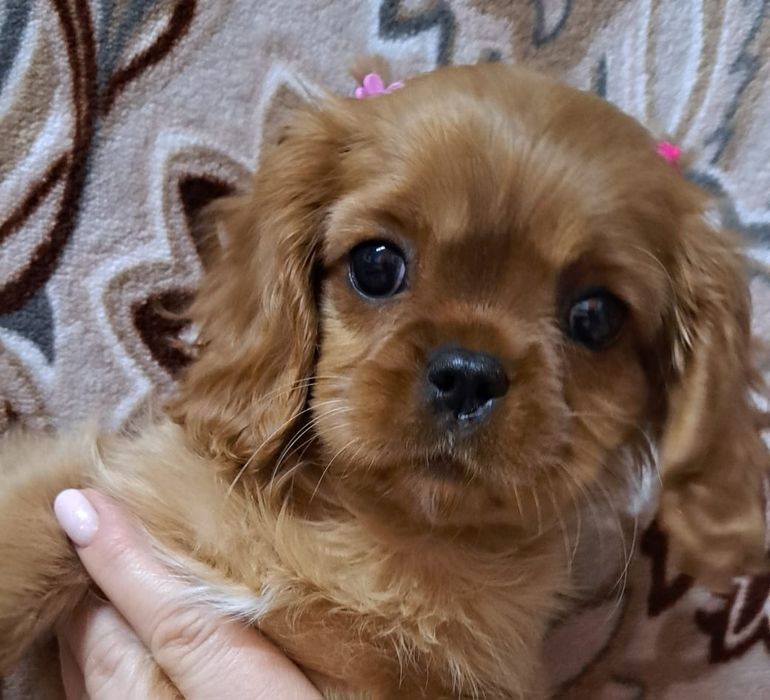 Щенки Кавалер Кинг Чарльз