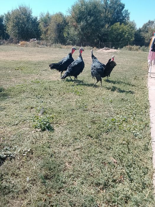 Продам продам продам